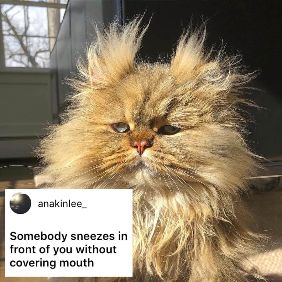 9GAGさんのインスタグラム写真 - (9GAGInstagram)「Literally me this morning. - How would you meme this? Leave a comment below. Stay tuned to our IG story so you won’t miss the next “Meme This”! - 📷 @barnaby_persian - #memethis #9gag」4月15日 19時33分 - 9gag