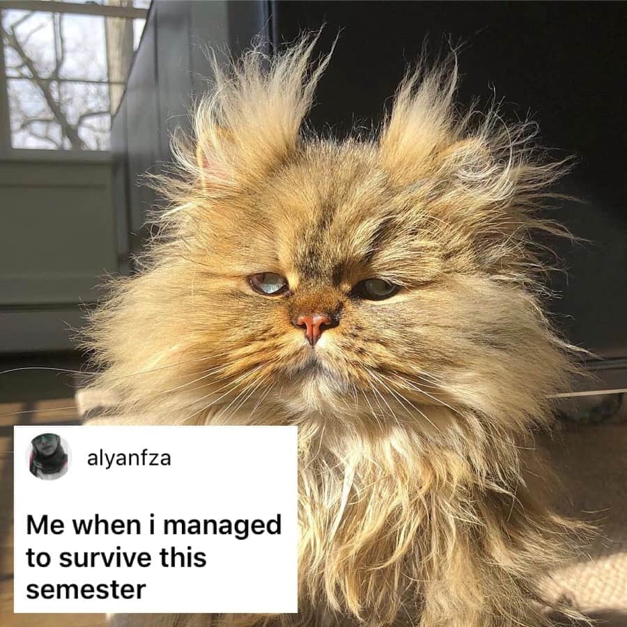 9GAGさんのインスタグラム写真 - (9GAGInstagram)「Literally me this morning. - How would you meme this? Leave a comment below. Stay tuned to our IG story so you won’t miss the next “Meme This”! - 📷 @barnaby_persian - #memethis #9gag」4月15日 19時33分 - 9gag