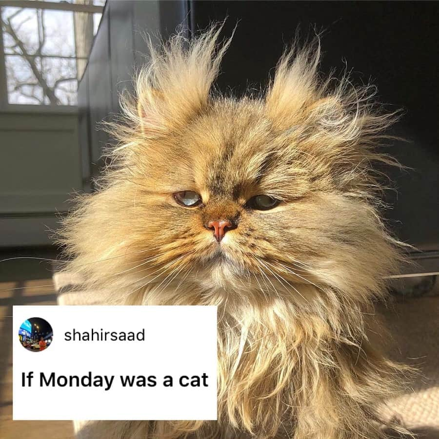 9GAGさんのインスタグラム写真 - (9GAGInstagram)「Literally me this morning. - How would you meme this? Leave a comment below. Stay tuned to our IG story so you won’t miss the next “Meme This”! - 📷 @barnaby_persian - #memethis #9gag」4月15日 19時33分 - 9gag