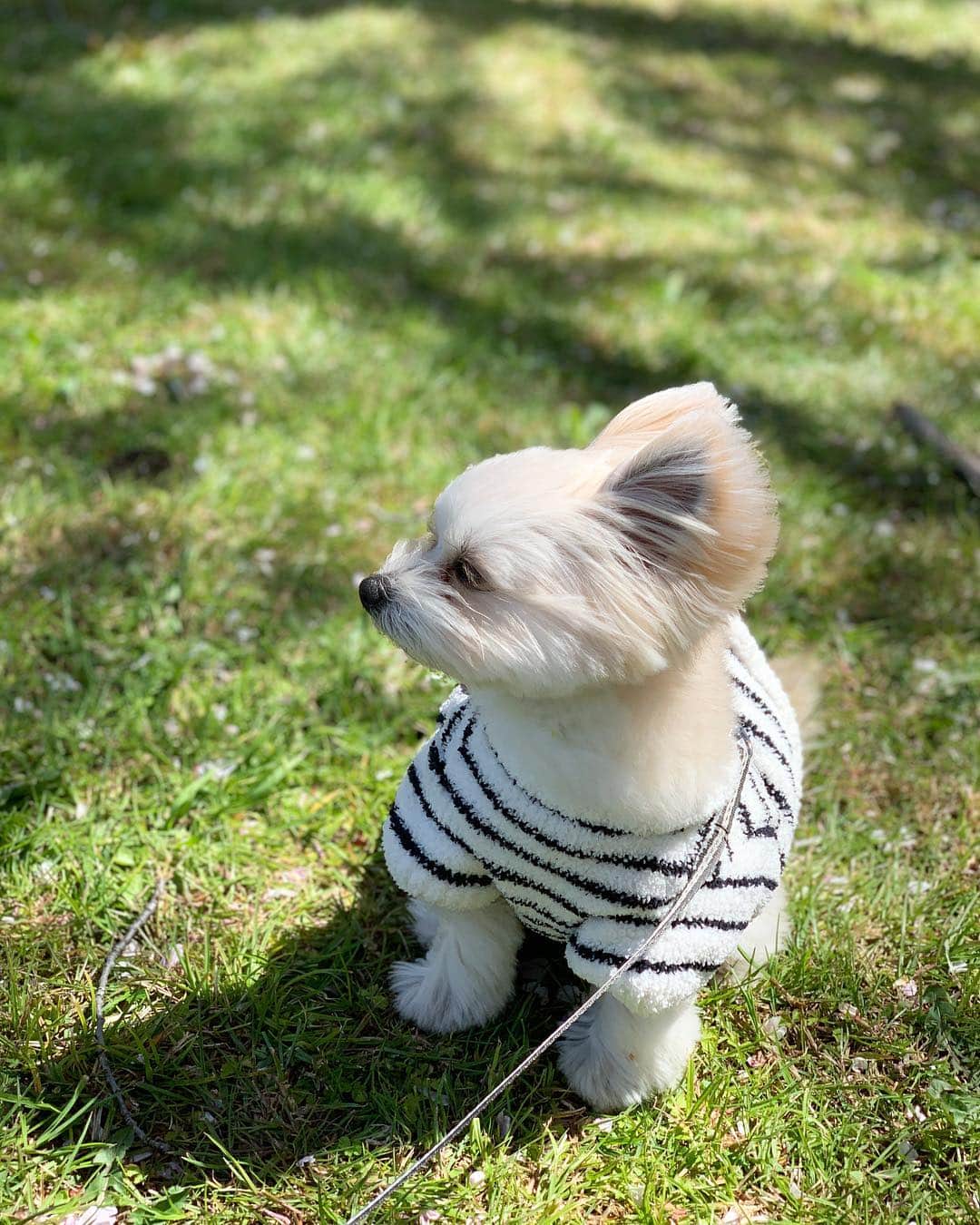 チャン・リーメイさんのインスタグラム写真 - (チャン・リーメイInstagram)「いい風が吹き始めた。 ✴︎ いい風はいいコトを運んできてくれる。 ✴︎ 風をあびてるキミのまつ毛が好き。 ✴︎ #wind #いい風 #季節の移ろい #美しい季節 #散歩に出よう #pomeranianmix #doglover #ボーダー犬 #goodluck🐾 #ボクのまつ毛」4月15日 19時36分 - limeichiang