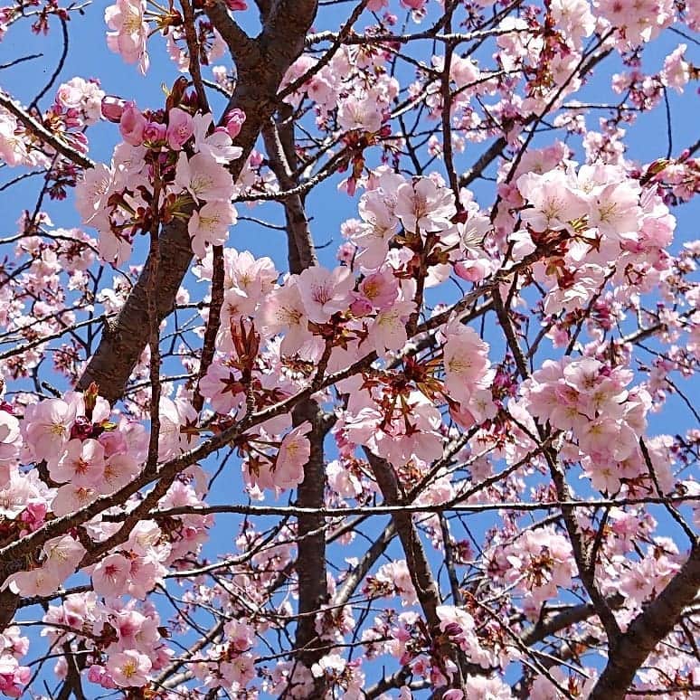 和田益典さんのインスタグラム写真 - (和田益典Instagram)「◆ 新家長福寺 . ほとんどが蕾でしたが、その中から咲いてるのを撮影。 (ほぼ無加工のスマホ写真ですが) . 今週末には藤や牡丹も咲き始めて八重桜も満開になるでしょうね。 . . . #わだます寺社巡り (4/13訪問) . #新家長福寺 #八重桜 #サクラ #さくら #桜 #櫻 #広陵町 #奈良 #仏閣 #寺院 #寺 #お寺 #spring #スマホ #大和路 #smartphone #cherryblossom #隠れ名所 #花 #写真 #temple #nara #flowers #flowerstagram #picture #photo #photostagram #photography #japan .」4月15日 19時50分 - masunori_wada
