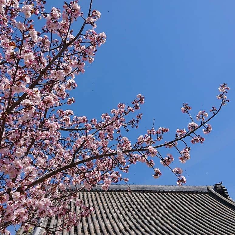 和田益典さんのインスタグラム写真 - (和田益典Instagram)「◆ 新家長福寺 . ほとんどが蕾でしたが、その中から咲いてるのを撮影。 (ほぼ無加工のスマホ写真ですが) . 今週末には藤や牡丹も咲き始めて八重桜も満開になるでしょうね。 . . . #わだます寺社巡り (4/13訪問) . #新家長福寺 #八重桜 #サクラ #さくら #桜 #櫻 #広陵町 #奈良 #仏閣 #寺院 #寺 #お寺 #spring #スマホ #大和路 #smartphone #cherryblossom #隠れ名所 #花 #写真 #temple #nara #flowers #flowerstagram #picture #photo #photostagram #photography #japan .」4月15日 19時50分 - masunori_wada