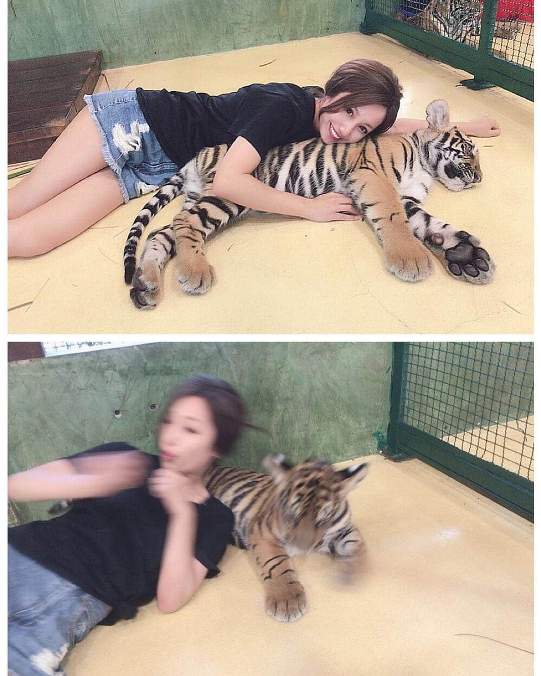 ひよこ先輩さんのインスタグラム写真 - (ひよこ先輩Instagram)「🐯🐯🐯 反射神経の鍛え方 その1 【トラと生活】大事なのは瞬発力 . #ムツゴロウ #エナゴロウ #トラ #虎 #猫 #プーケット #ブレから伝わるスピード感 #うちの猫よりおとなしい」4月15日 19時51分 - piyo14ko