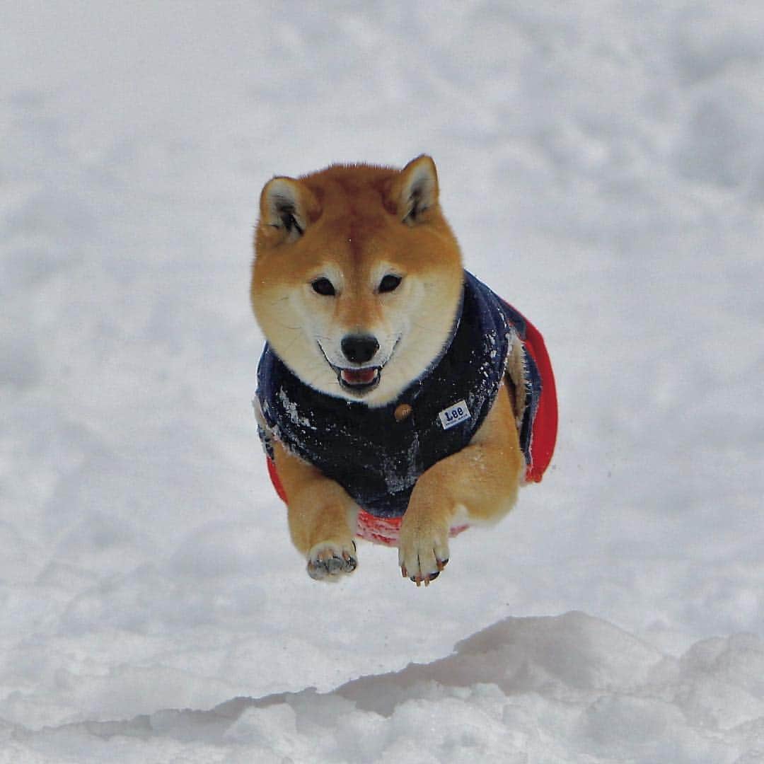マロたんのグルメインスタ