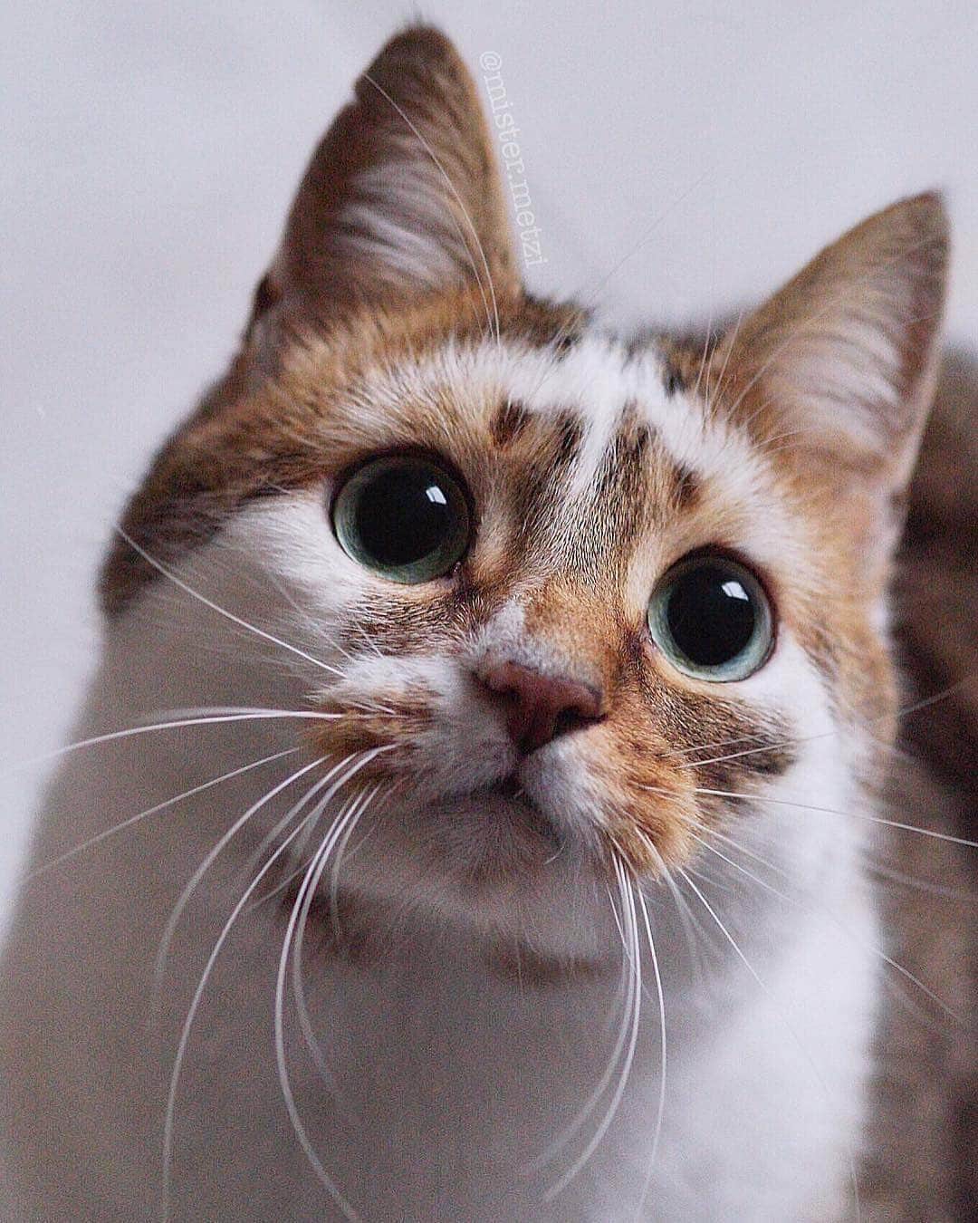 Cute Pets Dogs Catsさんのインスタグラム写真 - (Cute Pets Dogs CatsInstagram)「Look at those eyes 😽❤️ From @mister.metzi  #kitty #cats #kitten #kittens #kedi #katze #แมว #猫 #ねこ #ネコ #貓 #고양이 #Кот #котэ #котик #кошка #cat #cats #catofinstagram #catoftheday #catlover #catsagram #catlovers #cat_features #catlady #catlife #catlove #catsgram #cutecat」4月15日 20時15分 - dailycatclub