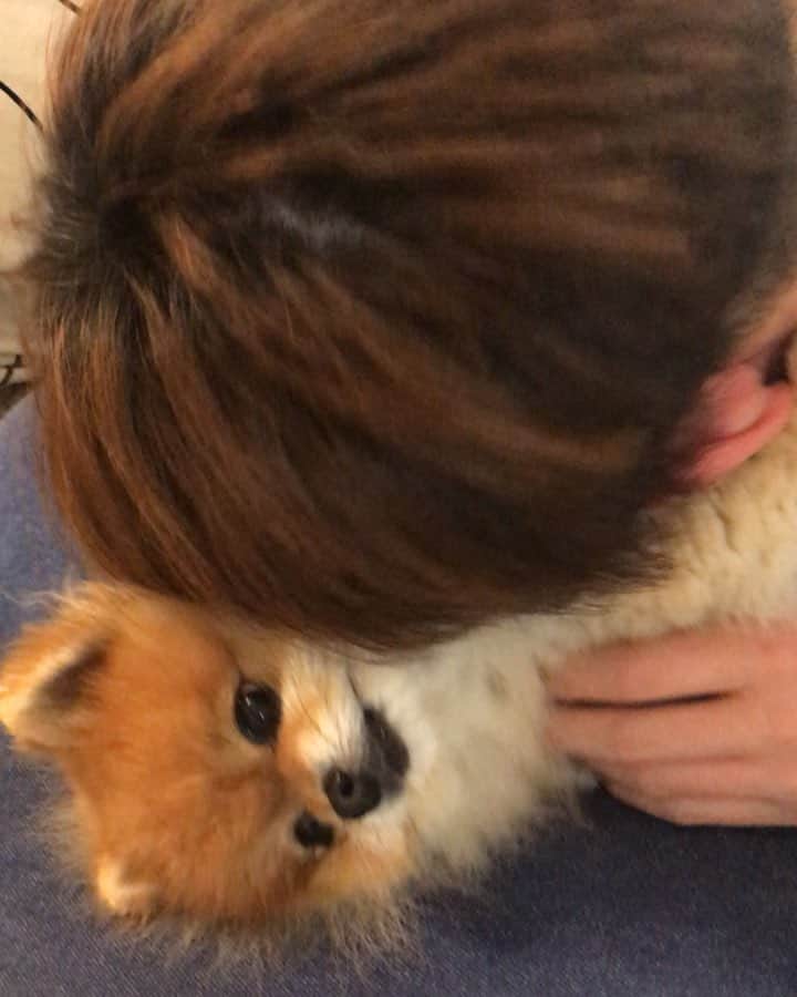RIO POMEのインスタグラム：「にいちゃんの愛が強すぎて困惑中💦  #ポメラニアン #pomeranian  #犬 #dog #dogstagram#doglover #愛犬 #わんこ #ポメラニアン大好き #ポメラニアンが世界一可愛い #pom #ぽめらにあん #ポメ#pomeraniansofinstagram  #pomeranianlove #ふわもこ部 #いぬバカ部 #癒しわんこ#instapic#pomstagram #puppy #dogsofinstagram #cute#cutedog」