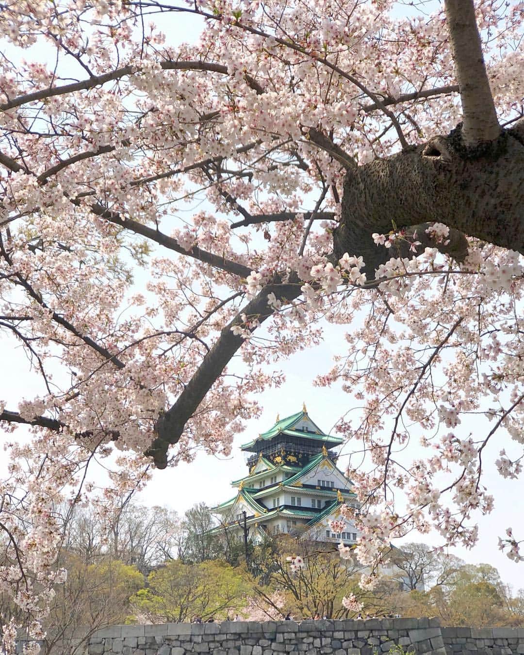 Koichiのインスタグラム：「. . 🌸🏯🌸 . . . 📍#大阪城 #大阪 #Osaka . #ShotOniPhone Attachment lens by @tokyo_grapher Tele Lens 50mm #TG_Tele . #ShotOn_TG .」