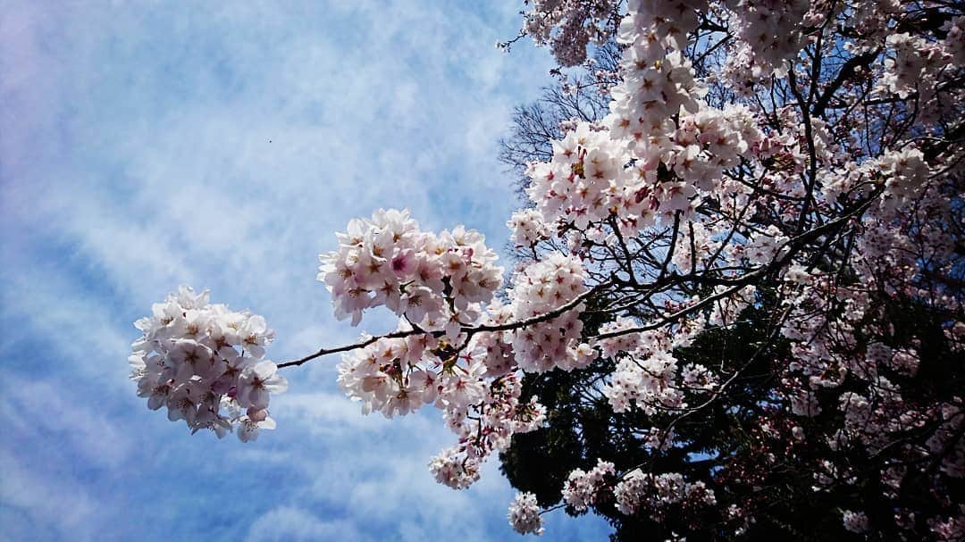 中島亜梨沙さんのインスタグラム写真 - (中島亜梨沙Instagram)「今年の桜の思い出🌸  朝早くに起きて 近くのおいしいパン屋さんで 甘いのとしょっぱいの買って 桜を見上げながら食べました🍞☕ 葉桜になってきたけど 今年はまだ少し楽しめて嬉しいな  #桜 #お花見」4月15日 20時59分 - arisa_nakajima_desu
