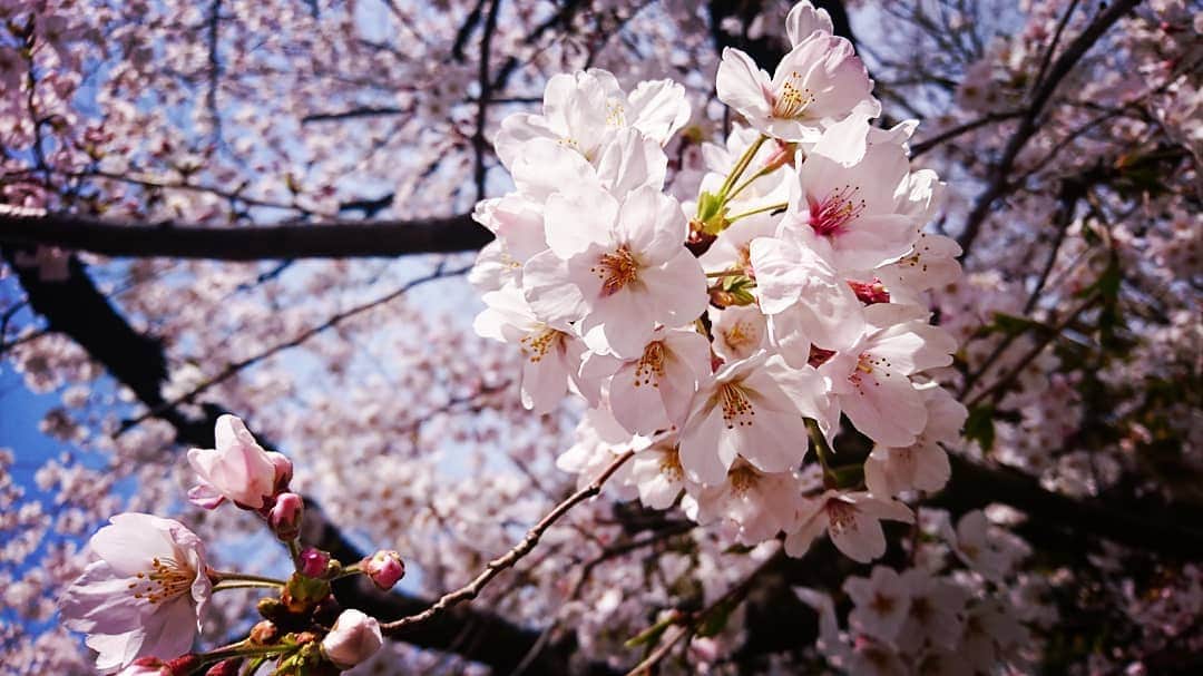 中島亜梨沙さんのインスタグラム写真 - (中島亜梨沙Instagram)「今年の桜の思い出🌸  朝早くに起きて 近くのおいしいパン屋さんで 甘いのとしょっぱいの買って 桜を見上げながら食べました🍞☕ 葉桜になってきたけど 今年はまだ少し楽しめて嬉しいな  #桜 #お花見」4月15日 20時59分 - arisa_nakajima_desu