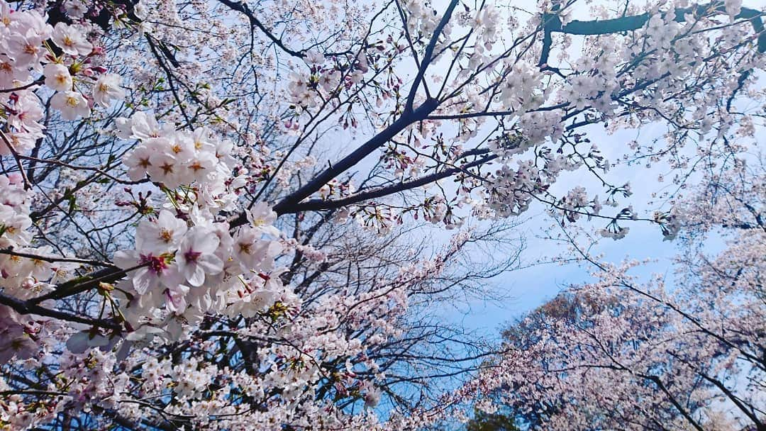 中島亜梨沙さんのインスタグラム写真 - (中島亜梨沙Instagram)「今年の桜の思い出🌸  朝早くに起きて 近くのおいしいパン屋さんで 甘いのとしょっぱいの買って 桜を見上げながら食べました🍞☕ 葉桜になってきたけど 今年はまだ少し楽しめて嬉しいな  #桜 #お花見」4月15日 20時59分 - arisa_nakajima_desu