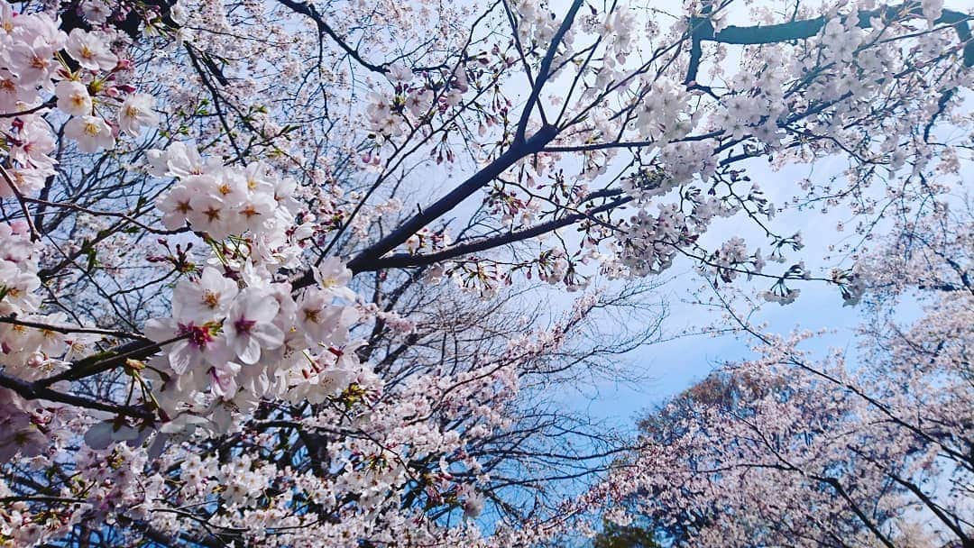 のインスタグラム：「今年の桜の思い出🌸  朝早くに起きて 近くのおいしいパン屋さんで 甘いのとしょっぱいの買って 桜を見上げながら食べました🍞☕ 葉桜になってきたけど 今年はまだ少し楽しめて嬉しいな  #桜 #お花見」