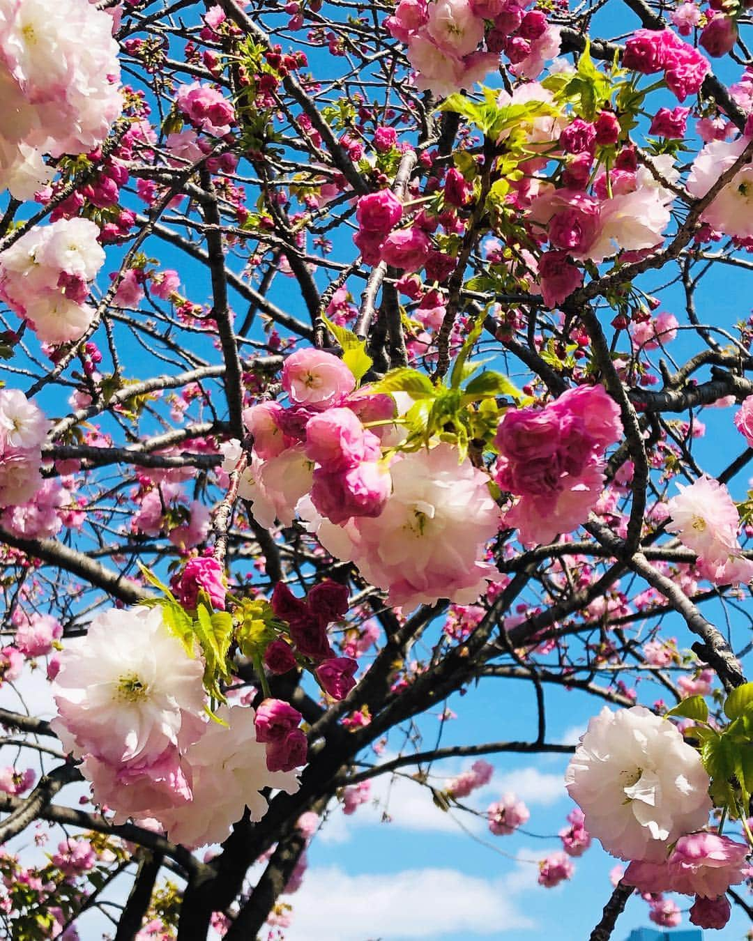 杉本なつみさんのインスタグラム写真 - (杉本なつみInstagram)「. . 桜の通り抜けに滑り込みセーフ！笑 ここに行かないと春を過ごした気になれない . . さすがに葉桜が目立つけど 側に行けば、ぷっくりとかわいいお花が♡ . . #造幣局桜の通り抜け #造幣局  #桜 #お花見 #花見 #お花見日和 #いい天気 #春の陽気  #벛꽃 #벛꽃구경 #날씨좋다 #봄날 #예쁘다 #셀카 #소통 #맞팔 #기분좋아  #cherryblossom #springhascome」4月15日 20時57分 - virgo910b