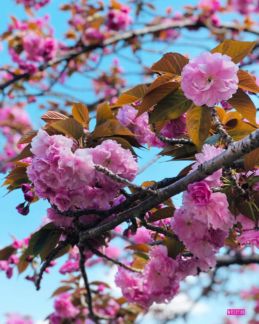 杉本なつみさんのインスタグラム写真 - (杉本なつみInstagram)「. . 桜の通り抜けに滑り込みセーフ！笑 ここに行かないと春を過ごした気になれない . . さすがに葉桜が目立つけど 側に行けば、ぷっくりとかわいいお花が♡ . . #造幣局桜の通り抜け #造幣局  #桜 #お花見 #花見 #お花見日和 #いい天気 #春の陽気  #벛꽃 #벛꽃구경 #날씨좋다 #봄날 #예쁘다 #셀카 #소통 #맞팔 #기분좋아  #cherryblossom #springhascome」4月15日 20時57分 - virgo910b