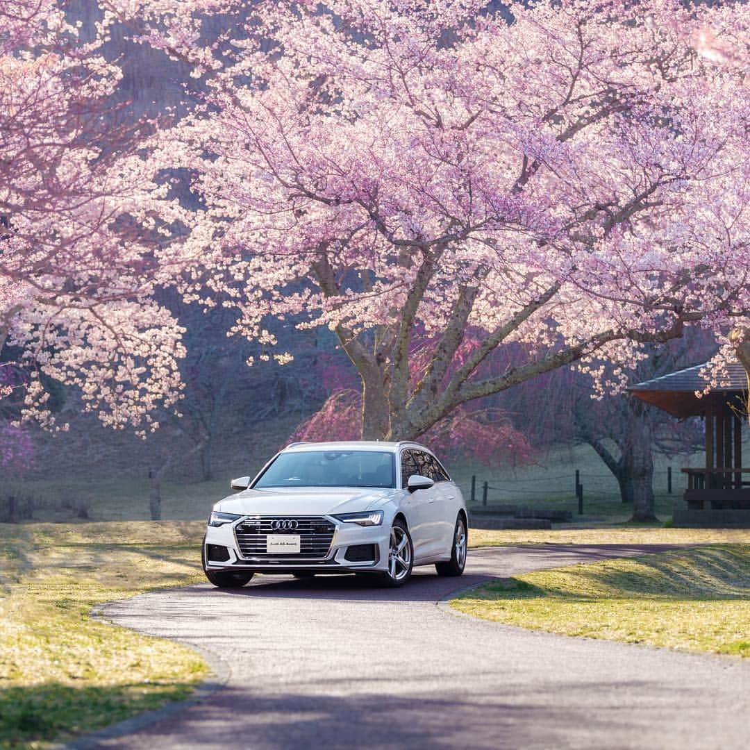 アウディ ジャパンさんのインスタグラム写真 - (アウディ ジャパンInstagram)「肌をなでる暖かな風、一面桜色の風景、鳥のさえずり、どこからか漂う花の香り、そして新しいAudi A6 Avantで味わう走りの愉しみ。 今年の春は、いつにも増して心躍らせる喜びに満ちています。  #Audi #A6 #AudiA6 #Audijapan #桜 #sakura #ドライブ #伊豆　#MomentswithAudi #Audigramm #carporn」4月15日 20時57分 - audijapan