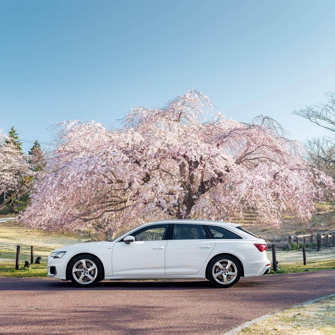 アウディ ジャパンさんのインスタグラム写真 - (アウディ ジャパンInstagram)「肌をなでる暖かな風、一面桜色の風景、鳥のさえずり、どこからか漂う花の香り、そして新しいAudi A6 Avantで味わう走りの愉しみ。 今年の春は、いつにも増して心躍らせる喜びに満ちています。  #Audi #A6 #AudiA6 #Audijapan #桜 #sakura #ドライブ #伊豆　#MomentswithAudi #Audigramm #carporn」4月15日 20時57分 - audijapan