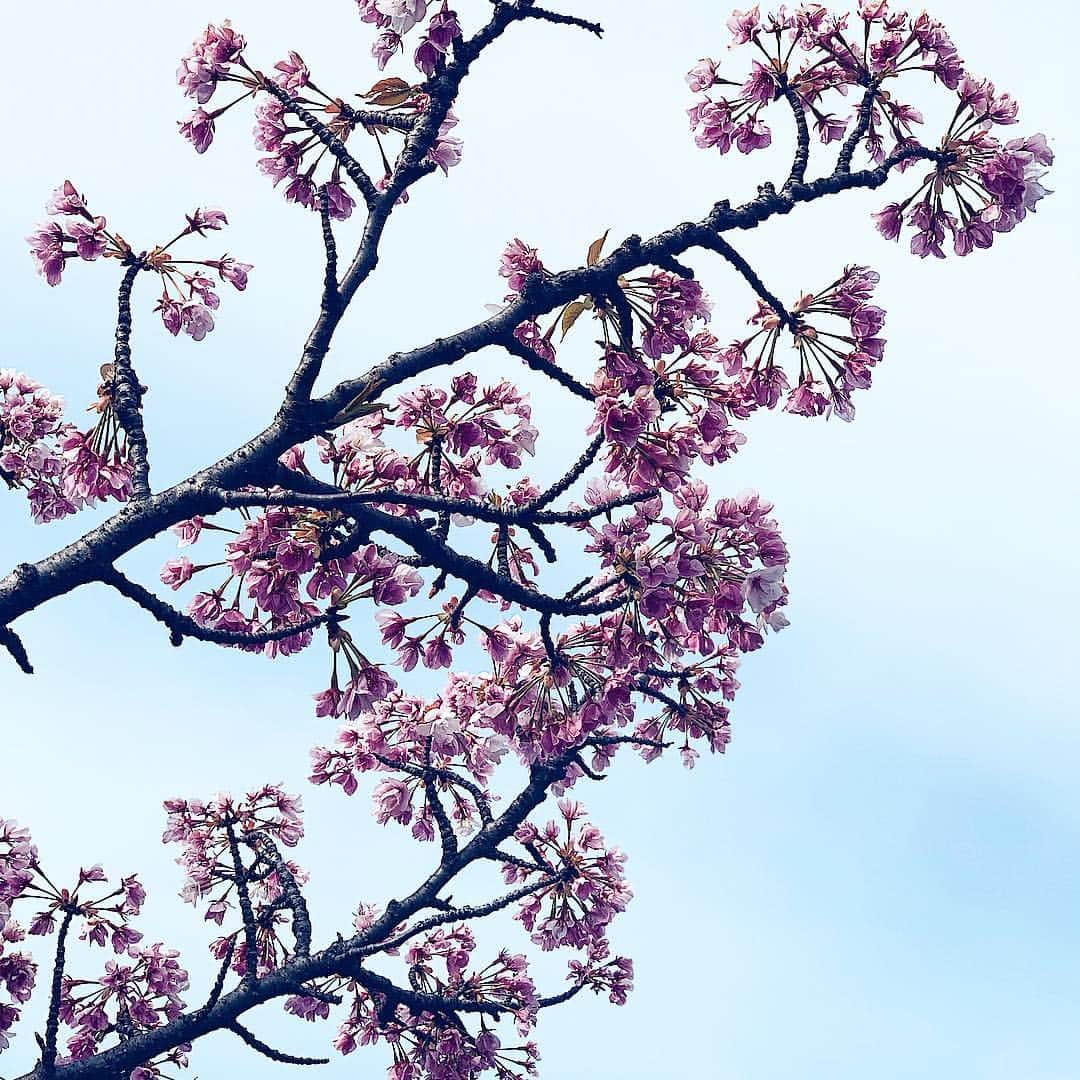 小西翼さんのインスタグラム写真 - (小西翼Instagram)「. やっと観に行けた桜🌸 . #さくら#sakura#造幣局」4月15日 21時17分 - tucha_k