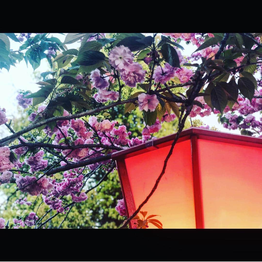 さきえさんのインスタグラム写真 - (さきえInstagram)「サクラざんまい。 本当愛らしき。 . . #cherryblossom #桜 #造幣局 #桜の通り抜け #桜のトンネル #osaka #和 #japan #beauty #愛らしい。がぴったり#photography #photo #fourseasons #四季 #屋台 #桜の名所#love」4月15日 21時19分 - sakie110