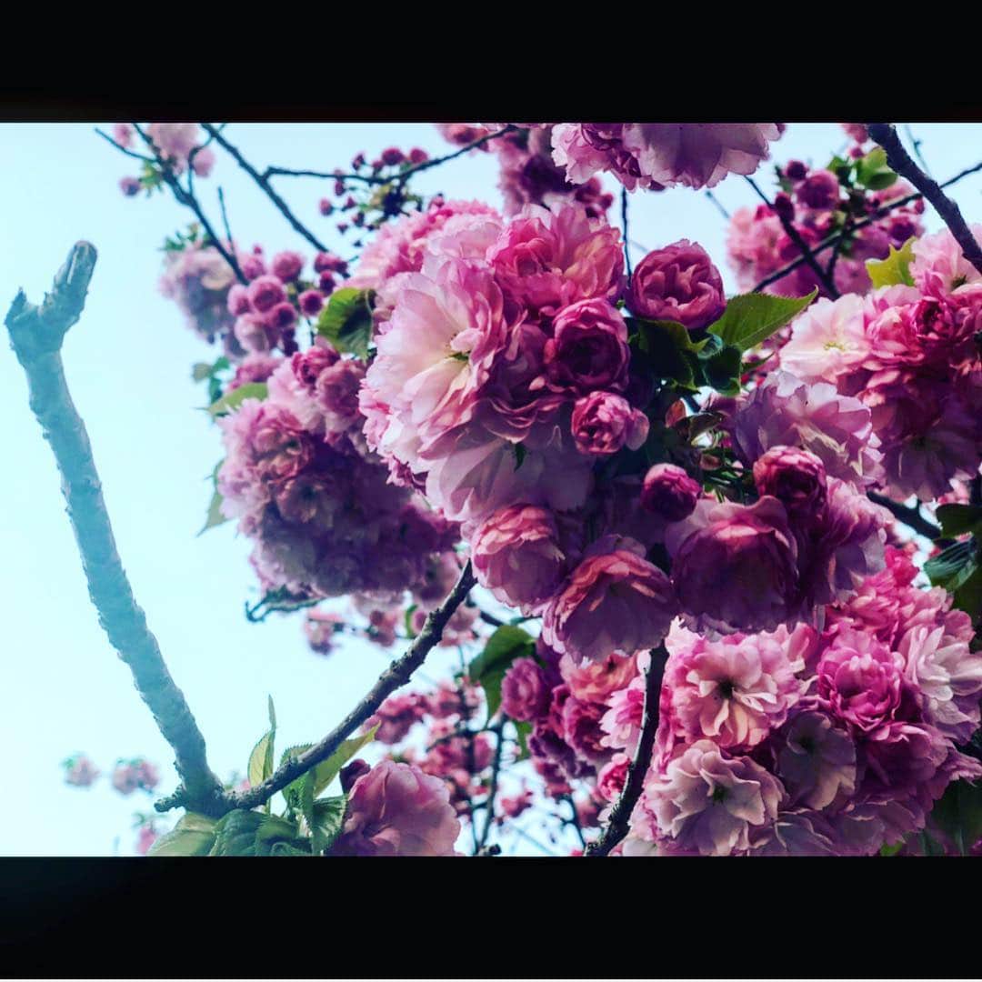 さきえさんのインスタグラム写真 - (さきえInstagram)「サクラざんまい。 本当愛らしき。 . . #cherryblossom #桜 #造幣局 #桜の通り抜け #桜のトンネル #osaka #和 #japan #beauty #愛らしい。がぴったり#photography #photo #fourseasons #四季 #屋台 #桜の名所#love」4月15日 21時19分 - sakie110