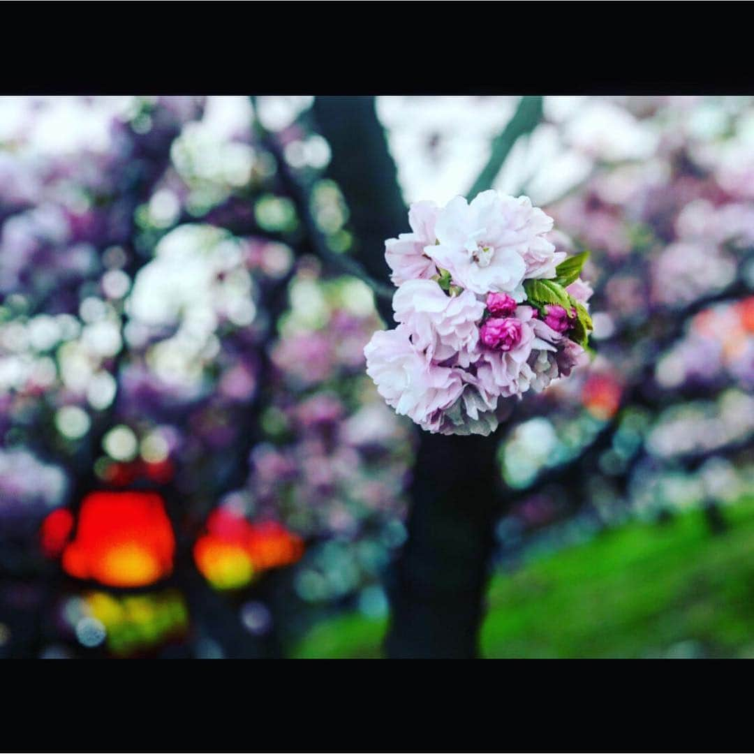 さきえさんのインスタグラム写真 - (さきえInstagram)「サクラざんまい。 本当愛らしき。 . . #cherryblossom #桜 #造幣局 #桜の通り抜け #桜のトンネル #osaka #和 #japan #beauty #愛らしい。がぴったり#photography #photo #fourseasons #四季 #屋台 #桜の名所#love」4月15日 21時19分 - sakie110