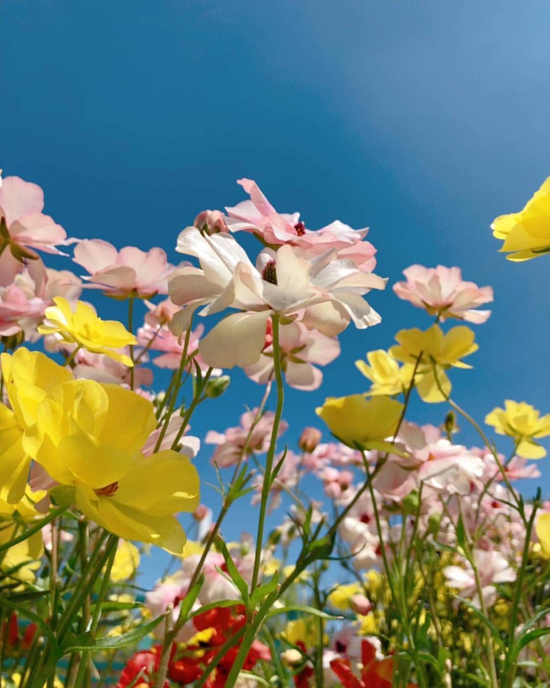 理絵さんのインスタグラム写真 - (理絵Instagram)「#🌼 #flower #flowers #꽃 #花 #fiore #fleur #空中庭園 #庭園 #ガーデン #garden #giardino #jardin #정원 #tokyo #japan」4月15日 21時28分 - ____rie____