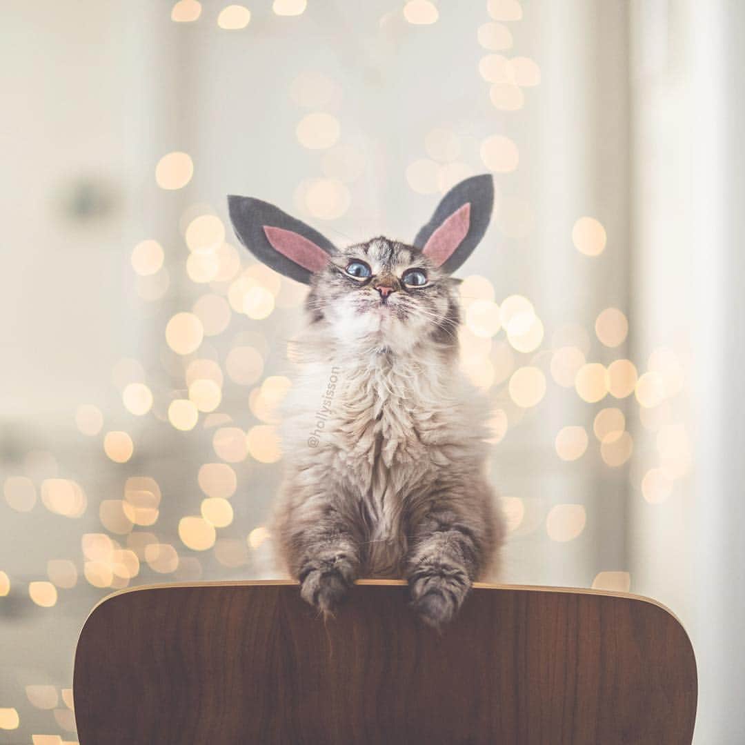 Holly Sissonさんのインスタグラム写真 - (Holly SissonInstagram)「When you wish it was the holiday Easter Monday! 😫😹🐰🐱 #Siberiancat #easterbunny #whpvibes (See more of Alice, Finnegan, and Oliver, on @pitterpatterfurryfeet) ~ Canon 1D X MkII + 85 f1.2L II @ f1.2  See my bio for full camera equipment information plus info on how I process my images. 😊 ~  #pickmotion」4月15日 21時29分 - hollysisson