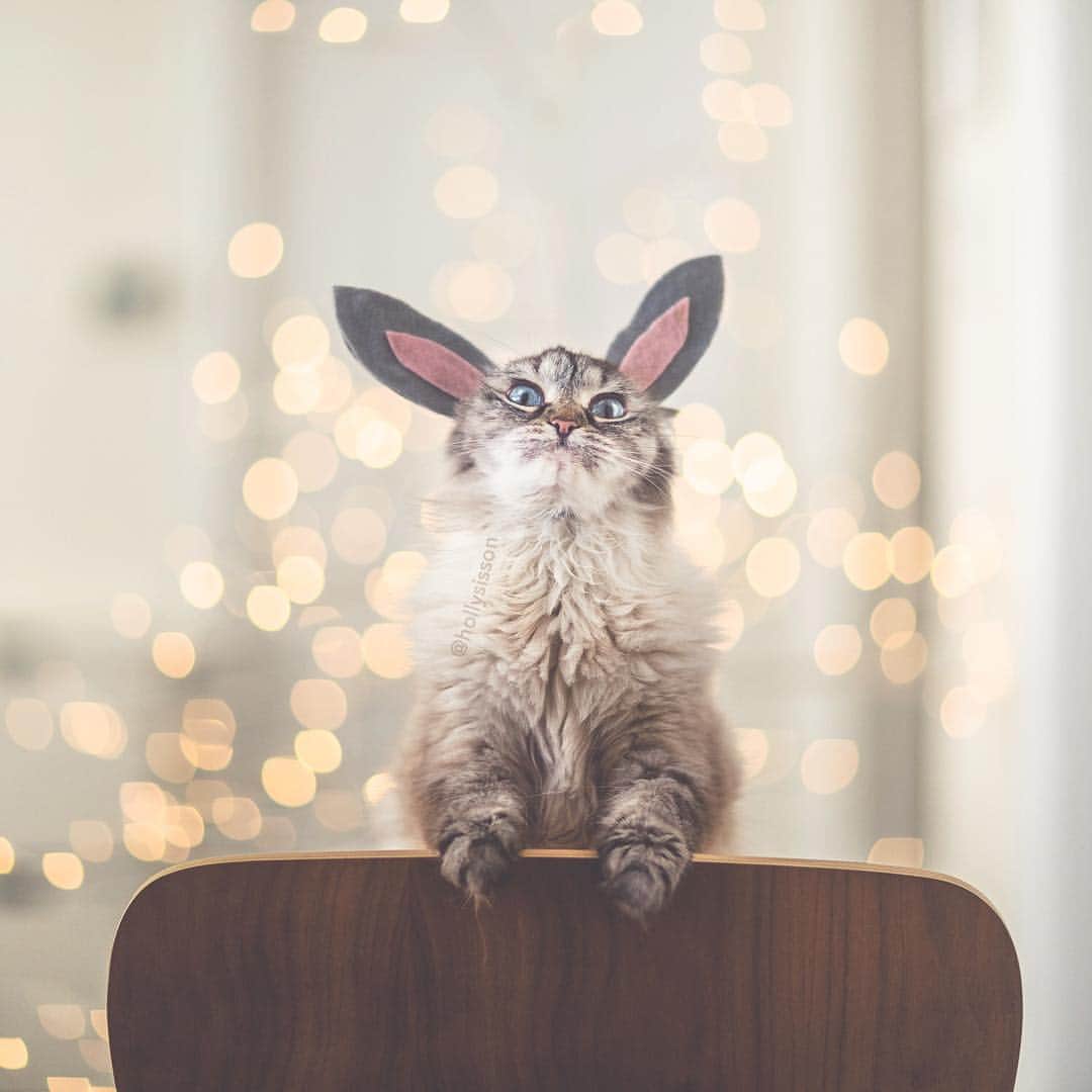 Holly Sissonのインスタグラム：「When you wish it was the holiday Easter Monday! 😫😹🐰🐱 #Siberiancat #easterbunny #whpvibes (See more of Alice, Finnegan, and Oliver, on @pitterpatterfurryfeet) ~ Canon 1D X MkII + 85 f1.2L II @ f1.2  See my bio for full camera equipment information plus info on how I process my images. 😊 ~  #pickmotion」