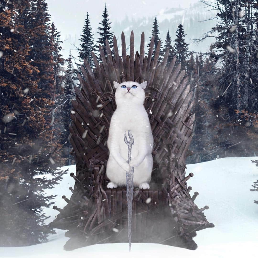 コビーさんのインスタグラム写真 - (コビーInstagram)「Spoiler alert: I’m the White Walker who claims the Iron Throne. You can bend the knee now.  Edit by @ditpict」4月15日 21時31分 - cobythecat