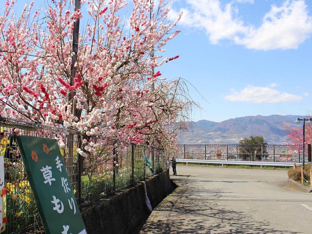 島村みやこさんのインスタグラム写真 - (島村みやこInstagram)「今日は楽しすぎる収録でした☺️緊張したけど何倍も楽しかった❤️ またお知らせします💕 、 写真撮り忘れたから、、 、 はじめての桃の花🍑の写真。 桃の花ってこんなに可愛いんだね。 知らなかった〜😳✨🍑🍑🍑 、」4月15日 21時50分 - miyako_shimamura.official
