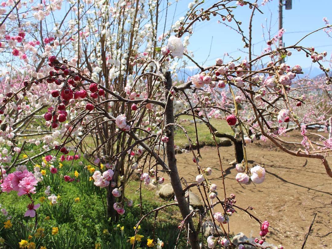 島村みやこさんのインスタグラム写真 - (島村みやこInstagram)「今日は楽しすぎる収録でした☺️緊張したけど何倍も楽しかった❤️ またお知らせします💕 、 写真撮り忘れたから、、 、 はじめての桃の花🍑の写真。 桃の花ってこんなに可愛いんだね。 知らなかった〜😳✨🍑🍑🍑 、」4月15日 21時50分 - miyako_shimamura.official
