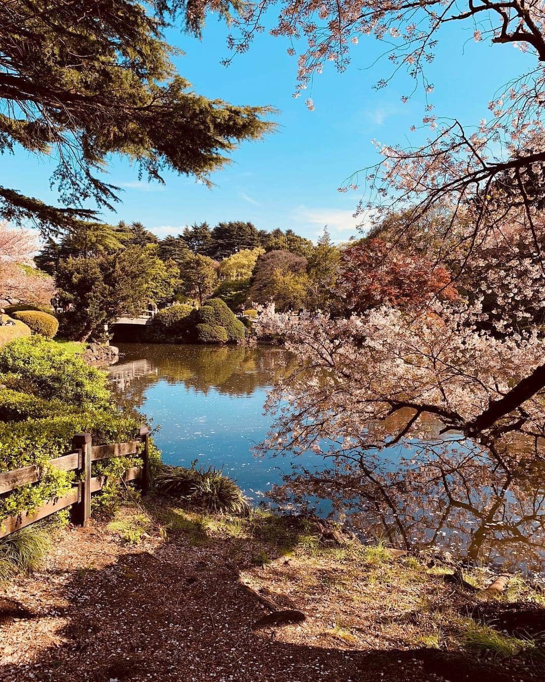 エミ・レナータさんのインスタグラム写真 - (エミ・レナータInstagram)「Oh Japan... I love you 💖 #spring #japan #love」4月15日 21時45分 - emi_renata