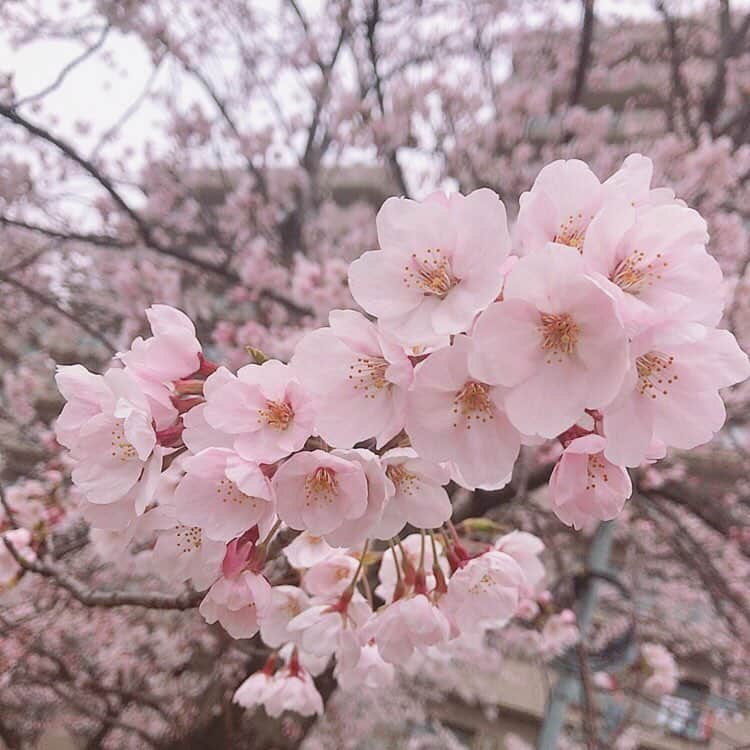 高橋遥さんのインスタグラム写真 - (高橋遥Instagram)「*﻿﻿﻿﻿﻿﻿﻿﻿﻿﻿﻿﻿ この前ちょっとだけ﻿ やすらぎ堤をお花見ランニングしてきました＊﻿﻿ 新潟も桜が満開！﻿ ﻿ 他にもいろんなお花が咲いていたり、﻿ 信濃川沿いで風も気持ちよくて﻿ やすらぎ堤のランニング好きです\(◡̈)/﻿＊﻿﻿﻿ ﻿﻿﻿﻿ #リリマリランニング部  というのが出来ました！  今メンバーが7人で、 とりあえず走った人が地道にアップしていきます(笑)  定期的にみんなで走ったり、 地域のマラソン大会にチャレンジしたり 出来たらいいなと思っています🌸  新潟県内のオススメのランニングコースなども 走れたらいいな〜なんて思っているので、 ランナーの皆さん色々教えてください＊  #新潟 #やすらぎ堤 #信濃川﻿ #ランニング #ランニング女子 #running #桜 #お花見」4月15日 21時50分 - haruka.takahashi.33