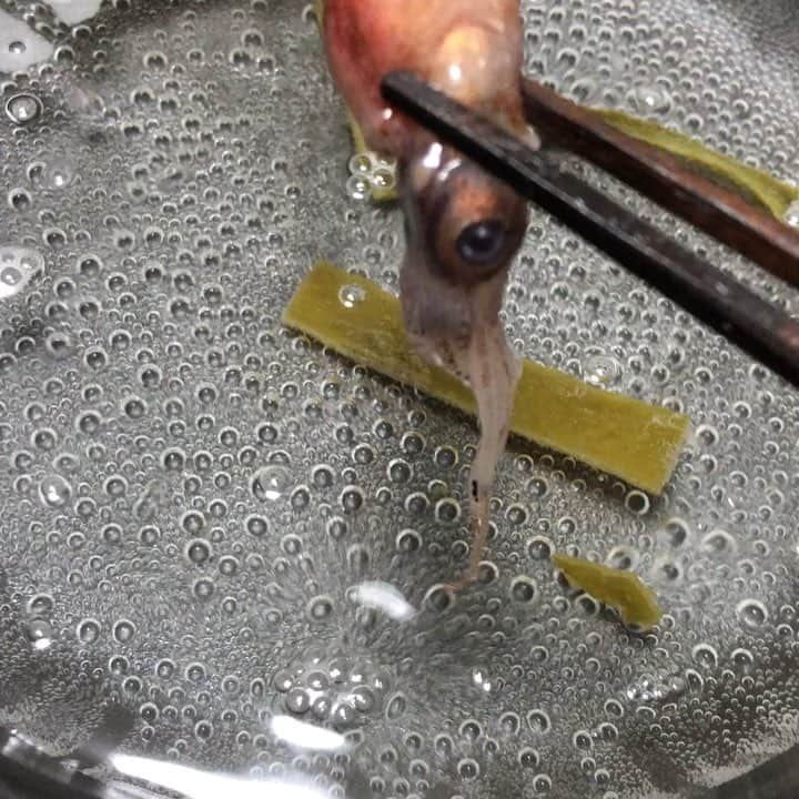 南條早紀のインスタグラム：「ホタルイカのしゃぶしゃぶ❤️ . 食べたくて食べたくて。 スーパーで生のを買ってきて 昆布入れたお鍋でしゃぶしゃぶ〜♨️ . 富山のホタルイカは本当に大きくて 肝もたっぷり、食べ応え満点🌸 他県のも食べたけれど、 やっぱり富山のホタルイカじゃなきゃダメ。 . ちょっとポン酢つけて食べるとまた最高なんだなあ🤤笑 . この美味しさ感動するので 富山に食べにきてほしい🥺❤️ . まだ今シーズンはあまり食べられていないので 豊漁に期待です。 大漁祈願ーーー‼️‹‹\( ˙▿˙　)/››✨ . #富山 #富山県 #とやま #富山グルメ #おいしい #海鮮 #最高 #ホタルイカ #大好き #ぷりぷり #大きい #旬 #滑川 #ほたるいか #富山湾 #富山湾の神秘 #感謝 #ホタルイカの入浴 #なんてね #🤤 #♨️ #❤️」