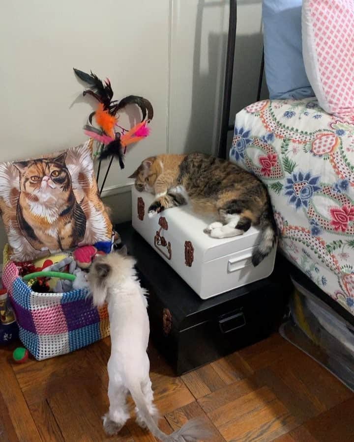 Tinaのインスタグラム：「Speaking some truths to Wheezy 😅 p.s. she hissed at George as soon as I stopped filming」