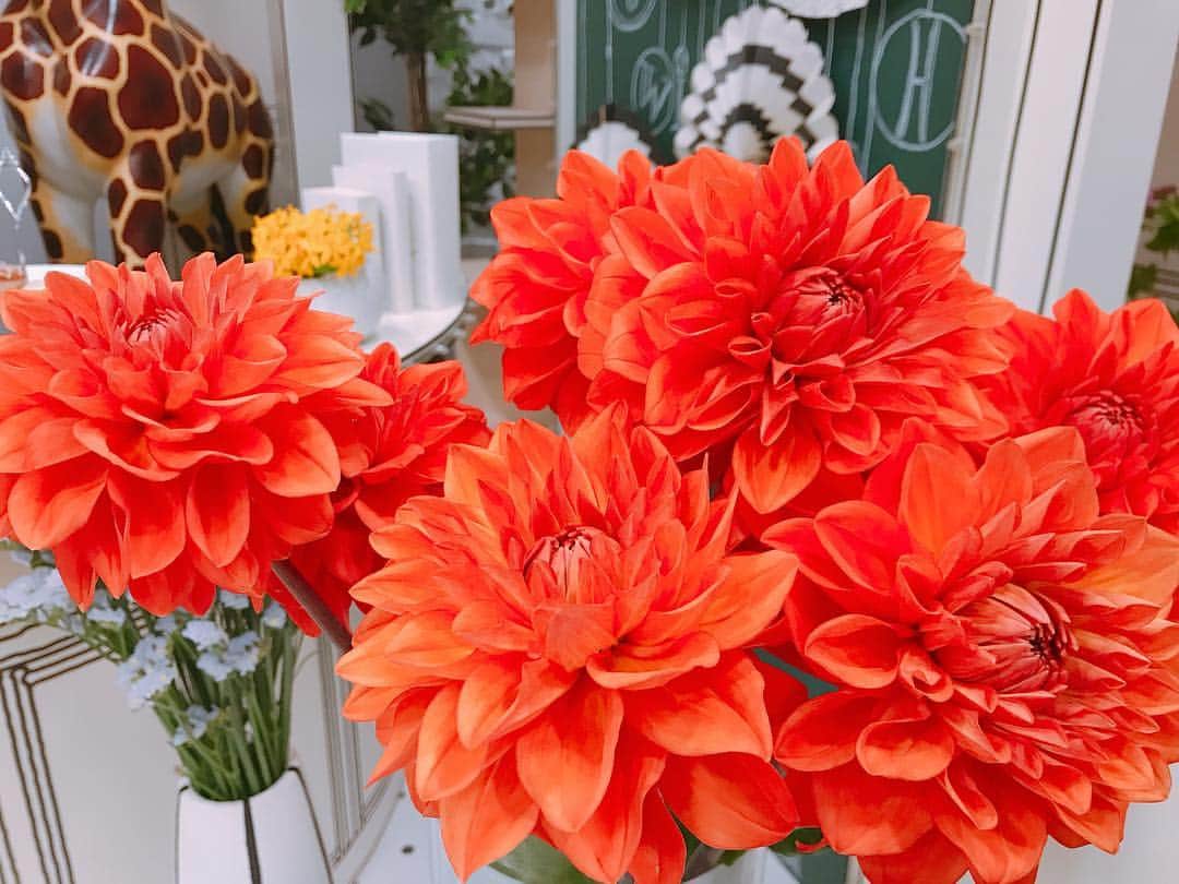 速水里彩さんのインスタグラム写真 - (速水里彩Instagram)「. スタジオにあるお花が新しくなりました🌸 今回もとっても可愛い💡 . グリーンが好きなので🌿 観葉植物は我が家にたくさんあるのですが、 (大きいものだと2mくらいあります🌿笑) そういえば生花ってあんまり飾っていない！ . スタジオのお花、#ダリア と#スターチス くらいしか分かりませんでした💦 . これを機にお花の勉強をして #花のある暮らし を始めてみようかな🌸 . . #東海テレビスイッチ  #みなさん分かりますか？」4月15日 21時55分 - hayami.risa