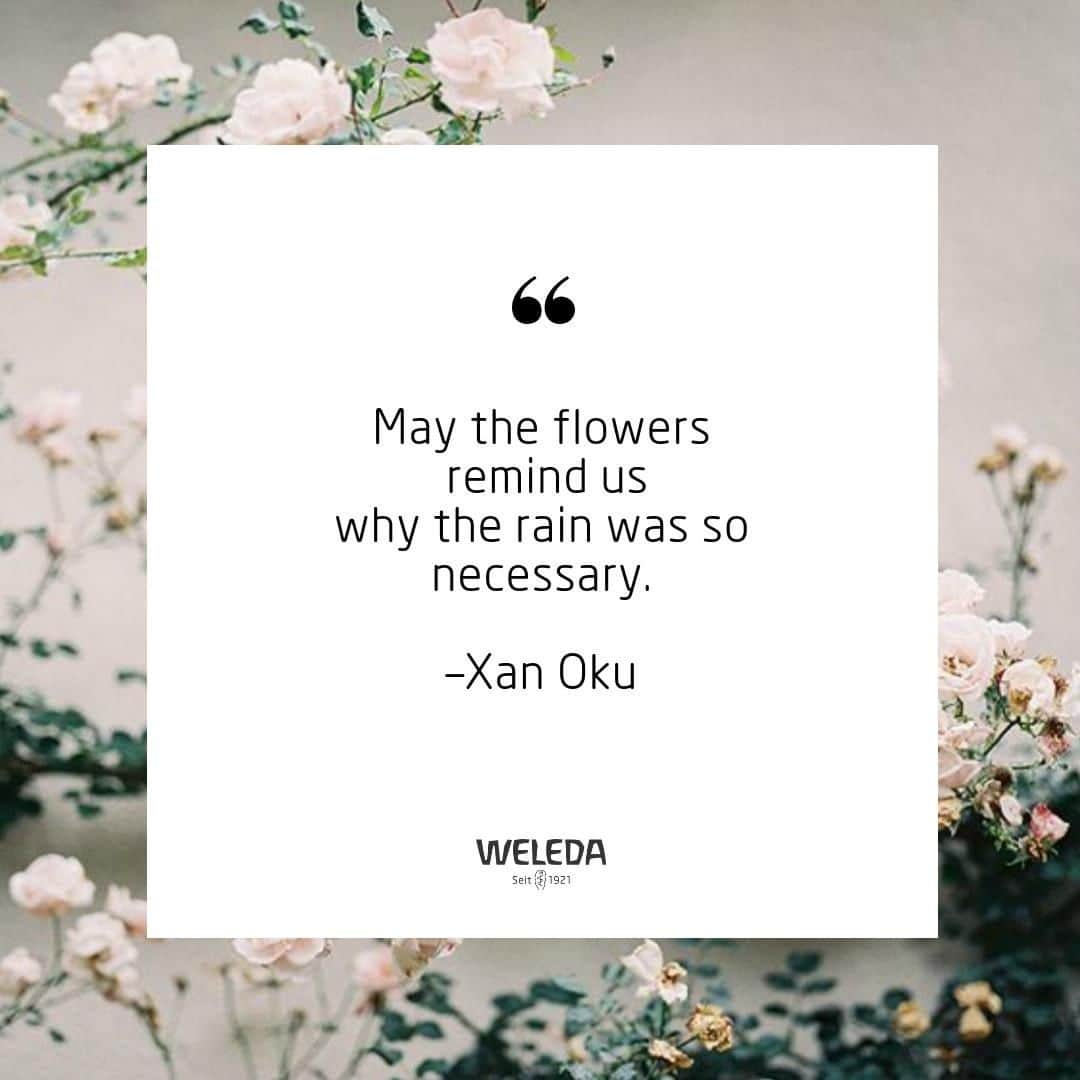 Weledaのインスタグラム：「To get to the good, sometimes we have to grow through a little rain. 🌿 #quoteoftheday」