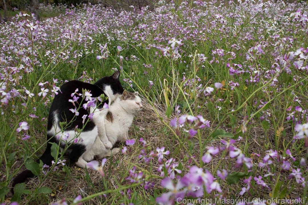 Masayukiさんのインスタグラム写真 - (MasayukiInstagram)「花園。  #cat #ねこ #ボーイズラブ」4月15日 22時04分 - okirakuoki