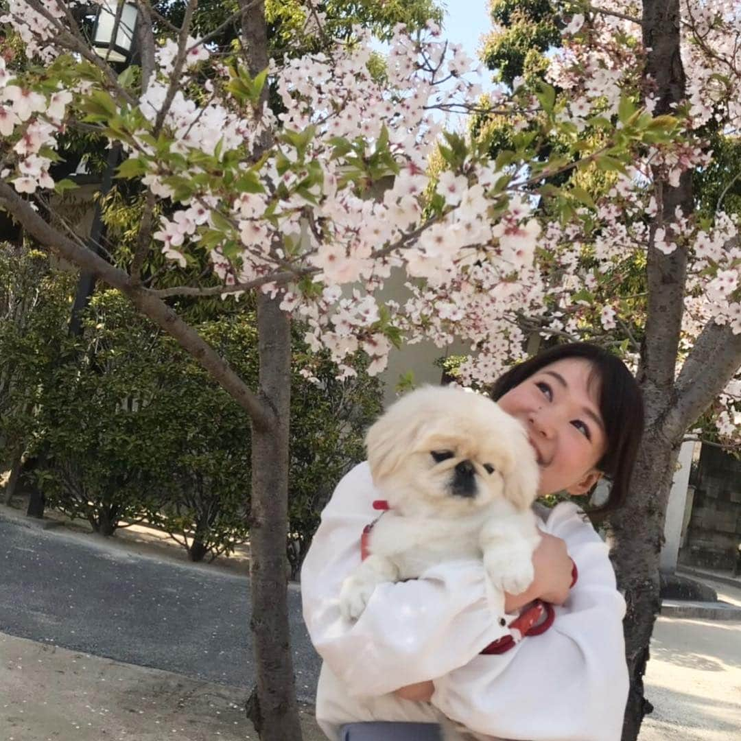 有田優理香さんのインスタグラム写真 - (有田優理香Instagram)「お花見ギリギリ間に合いました🌸🍡 愛犬ぺいちゃんが可愛くて可愛くて仕方ない今日この頃🐶  #ペキニーズ #pekingese #ぺきすたぐらむ #お花見 #葉桜 #犬のいる暮らし #本名 #有田てっぺい」4月15日 22時05分 - yurikaa0624