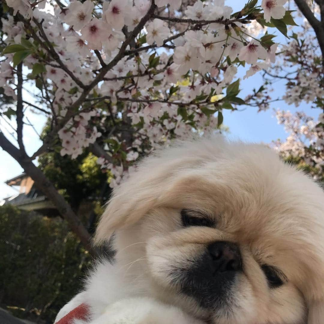 有田優理香さんのインスタグラム写真 - (有田優理香Instagram)「お花見ギリギリ間に合いました🌸🍡 愛犬ぺいちゃんが可愛くて可愛くて仕方ない今日この頃🐶  #ペキニーズ #pekingese #ぺきすたぐらむ #お花見 #葉桜 #犬のいる暮らし #本名 #有田てっぺい」4月15日 22時05分 - yurikaa0624