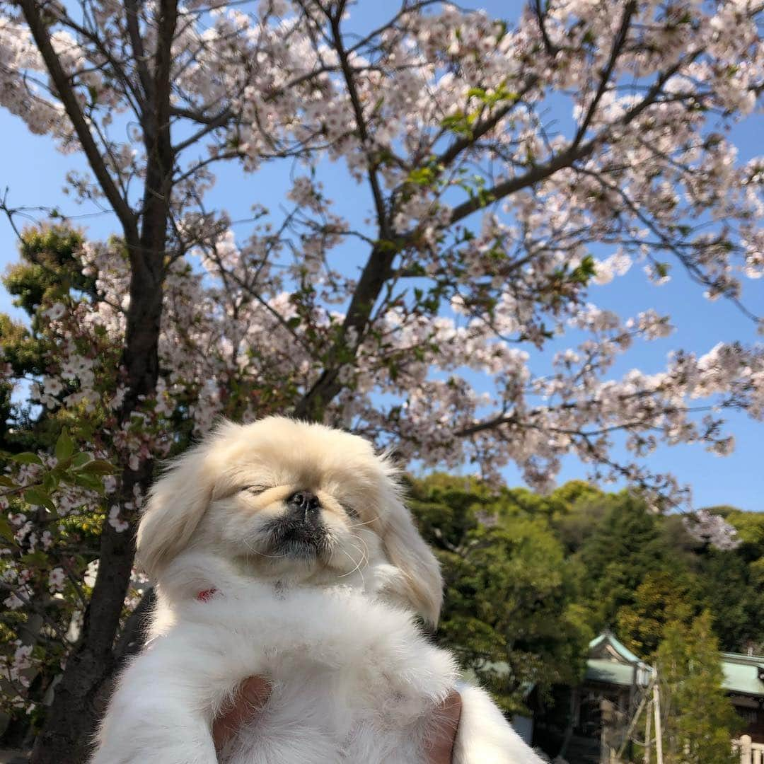 有田優理香さんのインスタグラム写真 - (有田優理香Instagram)「お花見ギリギリ間に合いました🌸🍡 愛犬ぺいちゃんが可愛くて可愛くて仕方ない今日この頃🐶  #ペキニーズ #pekingese #ぺきすたぐらむ #お花見 #葉桜 #犬のいる暮らし #本名 #有田てっぺい」4月15日 22時05分 - yurikaa0624