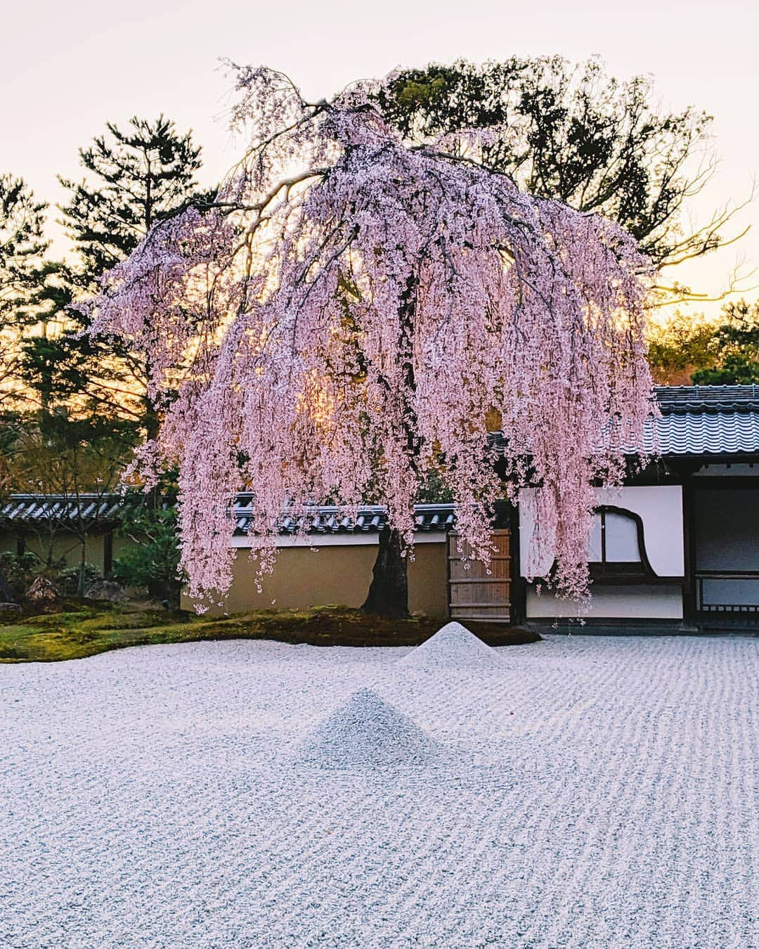 福田洋昭さんのインスタグラム写真 - (福田洋昭Instagram)「Kodaiji #GooglePixel #Pixelで撮影 #teampixel #Sponsored」4月15日 22時13分 - hirozzzz