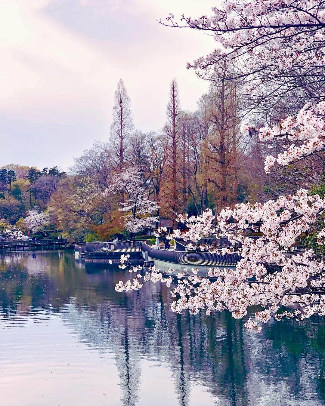 真衣ひなのさんのインスタグラム写真 - (真衣ひなのInstagram)「. ４月頭にした同期とのお花見写真🤳🌸 本当に楽しかったなぁ。 友人とゴザ敷いてお花見なんて初めてで。 ピザを食べようとしたら雨が降って来たり、 シャボン玉で手がベタベタになったり。 箸が転んでもおかしいお年頃♬ 〜ではないけど、ほんとよく笑った(^-^) その後みんなでお茶して、カラオケに行って 一日中同期との時間を満喫した日でした。 同期は、何物にも代え難い大きな存在。 お花見以来、休み無くて会えていないけど きもちはいつだって繋がってる😌 (LINEも毎日繋がってる。笑) 東京の桜はいつのまにか そんな私たちを置いて。。 . #桜は華やか #桜は賑やか #桜は儚い #春はせわしない . tops @beep_ss  outer @beep_ss  bag @fendi」4月15日 22時21分 - hinano_mai