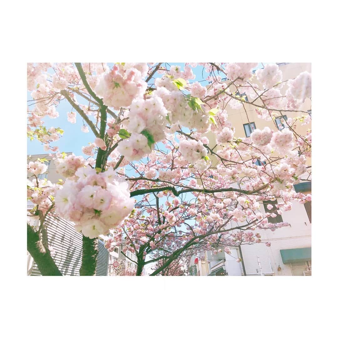 斉藤マリナ(さいまり) のインスタグラム：「近所の桜がようやく満開🌸 さくら餅がいっぱいついてるみたいでかわいい😭💕 毎朝風にふわんふわん揺れるの見られてうれしいおいしそう🍵💭 . #instagood#sakura#cherryblossom#spring#photo#camera#flower#japan_of_insta#japan . #桜#花見#お花見#桜🌸」