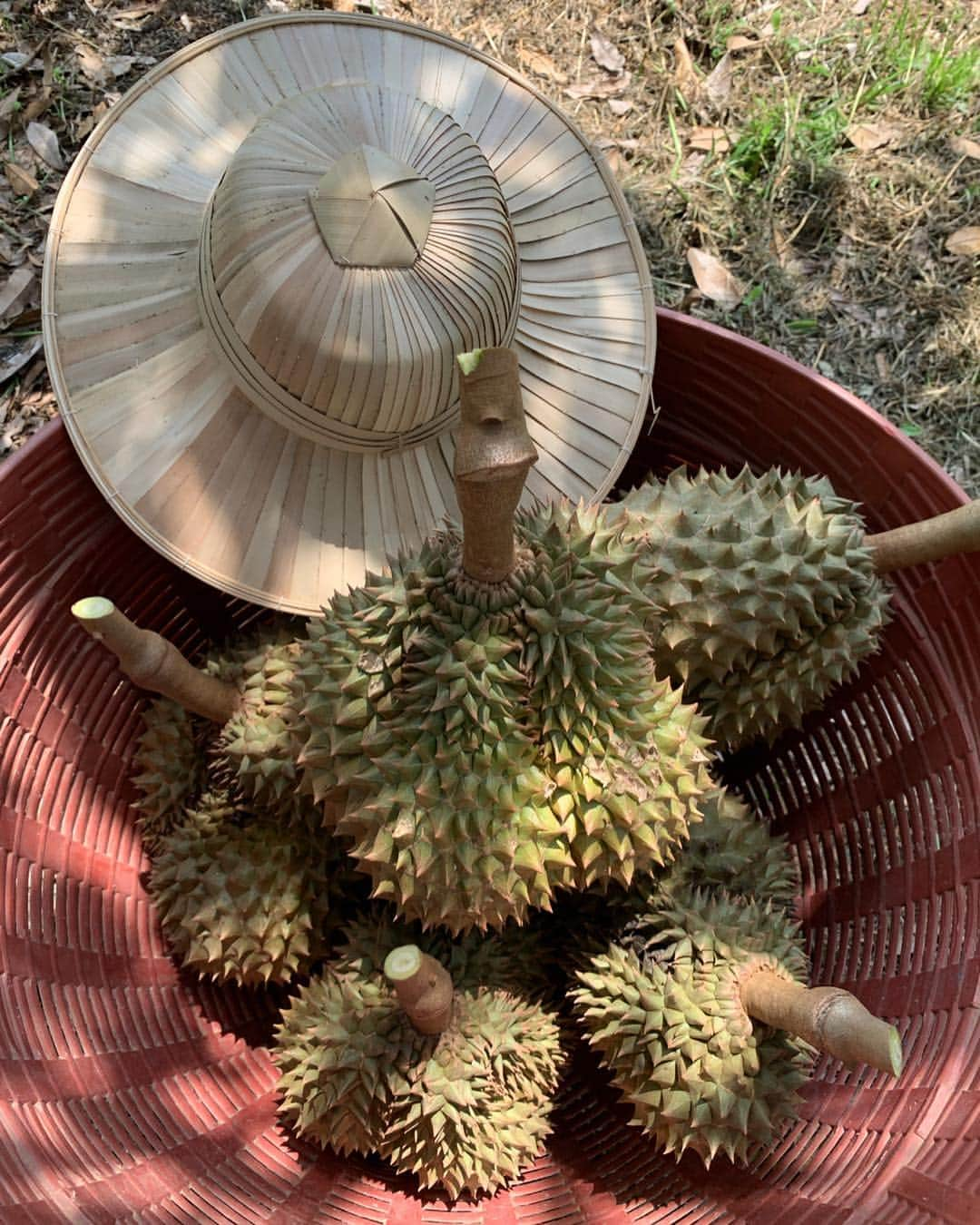 Amata Chittaseneeさんのインスタグラム写真 - (Amata ChittaseneeInstagram)「Durian-The king of fruits - 🤗 ทุเรียนป่าละอู  ออกจากป่าเชียงดาว ไปอีกป่า 55 - วันนี้ใส่มัดหมี่โฮลเกียตริ ทอด้วยมัดหมี่โฮลล้วนๆๆโดยดึงให้มันตรงตามมัดหมี่. ทอแบบไม่ได้ดึงให้เอียง  โฮลเกียตริซอด - #pearypiewearsthaifabric」4月15日 22時28分 - pearypie