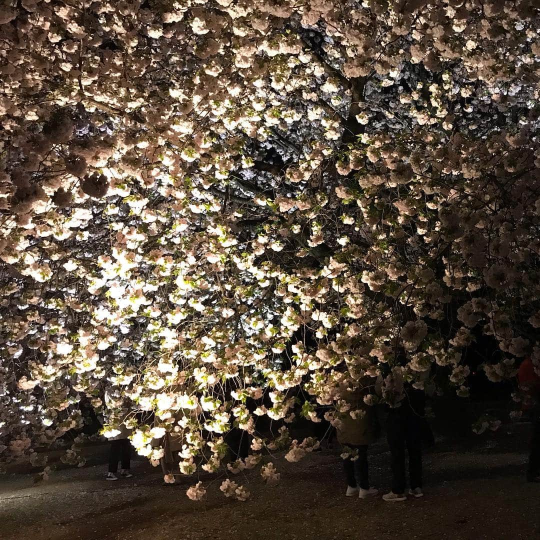 浦田実来さんのインスタグラム写真 - (浦田実来Instagram)「昨日から4/18(木)まで新宿御苑にて催されている「NIGHT GARDEN PARTY」というイベントに遊びに行ってきました♡ 夜の新宿御苑に入れるという貴重な体験！ 桜がライトアップされて綺麗だった〜〜っ🥺(まだまだ豪快に咲いてました🌸) 屋台も出ていて、おいしいタピオカぜんざいを食べながらNINJA SKILL BALLERZ(@ninjaskillballerz)のめちゃくちゃかっこいいマンスパフォーマンスも見れた❤️ ダンス世界大会連覇の「Fabulous Sisters」、「蛯名健一」さんなどの有名ゲストさんはじめ、 屋台で普段はあまり体験できないような茶道体験ができたりするみたい！  お食事をつまみながら夜桜見物と、ダンスパフォーマンス、ステキなイベントなのでぜひ遊びに行ってみてね❤️」4月15日 22時28分 - miquuuuu