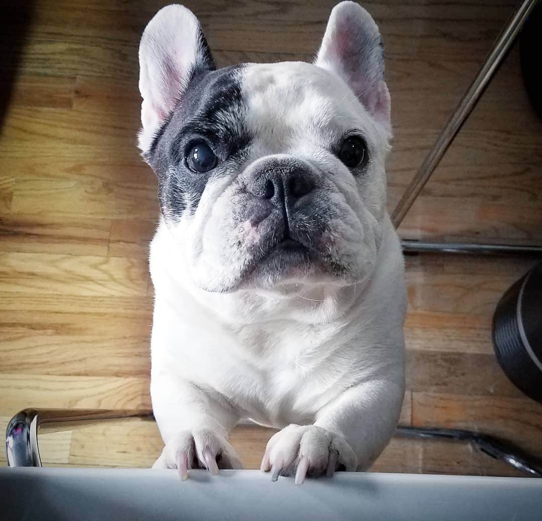 Manny The Frenchieのインスタグラム：「Scooz me, are you gonna share dat noms?! 😋 #alwayshungry #puppydogeyes」