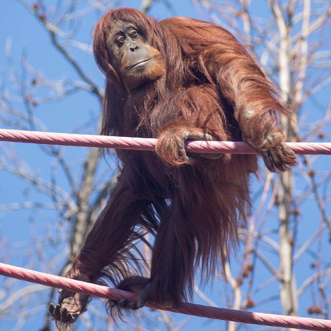 スミソニアン国立動物園さんのインスタグラム写真 - (スミソニアン国立動物園Instagram)「🐵🎂 Primate keepers celebrated not one but TWO very special birthdays today! Orangutan Iris turned 32 years young. Join us in wishing her a very happy birthday ...🎵 and many more 🎶. ❤️」4月16日 9時35分 - smithsonianzoo