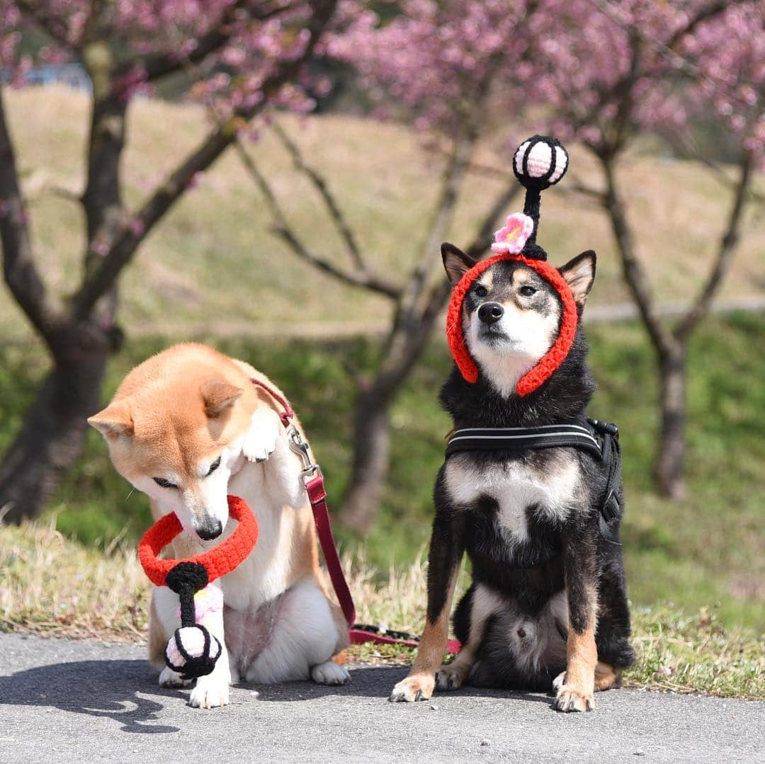 がんちゃんさんのインスタグラム写真 - (がんちゃんInstagram)「この春コタオバサンヌがもう一つ発表した新作🎊 ぼんぼり〜🎎 お雛様と撮るチャンスがなかったけど…  #オートクチュールコタオバサンヌ #コスプレ柴犬 #コスプレ柴 #コスプレ犬  ぼんぼり👉雪洞」4月16日 9時36分 - kota2ann