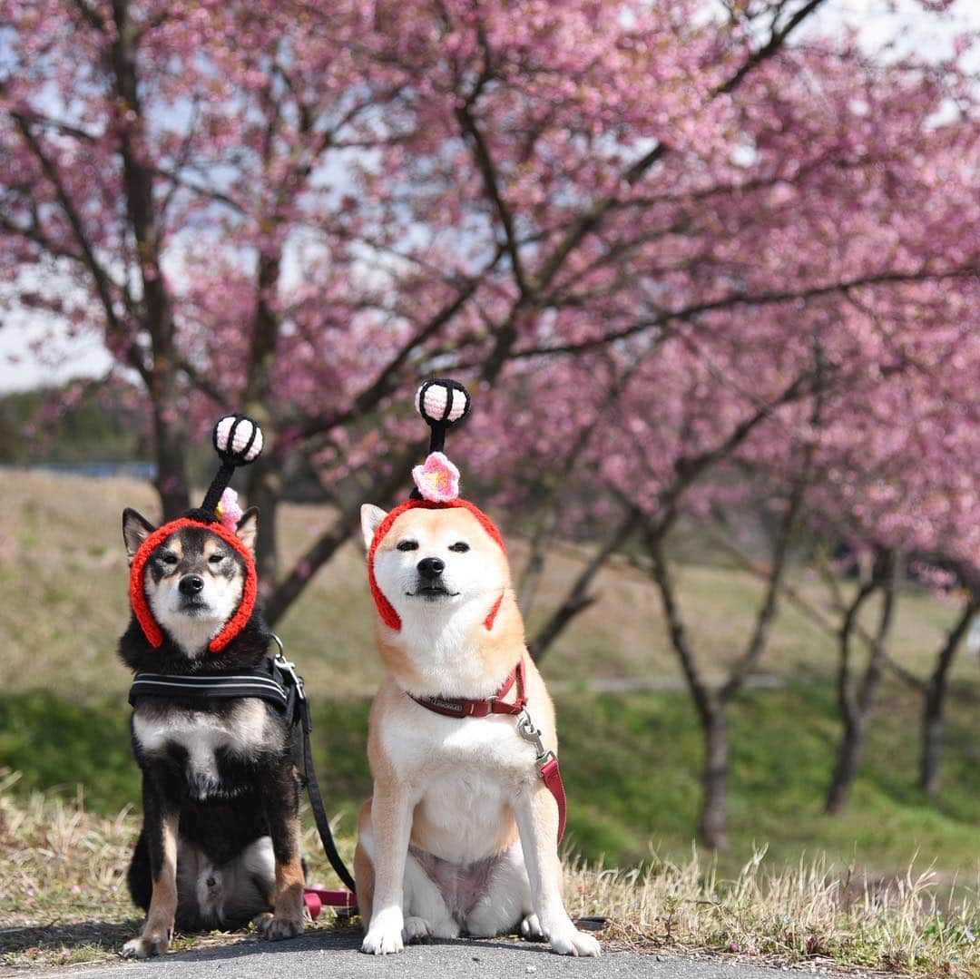 がんちゃんさんのインスタグラム写真 - (がんちゃんInstagram)「この春コタオバサンヌがもう一つ発表した新作🎊 ぼんぼり〜🎎 お雛様と撮るチャンスがなかったけど…  #オートクチュールコタオバサンヌ #コスプレ柴犬 #コスプレ柴 #コスプレ犬  ぼんぼり👉雪洞」4月16日 9時36分 - kota2ann