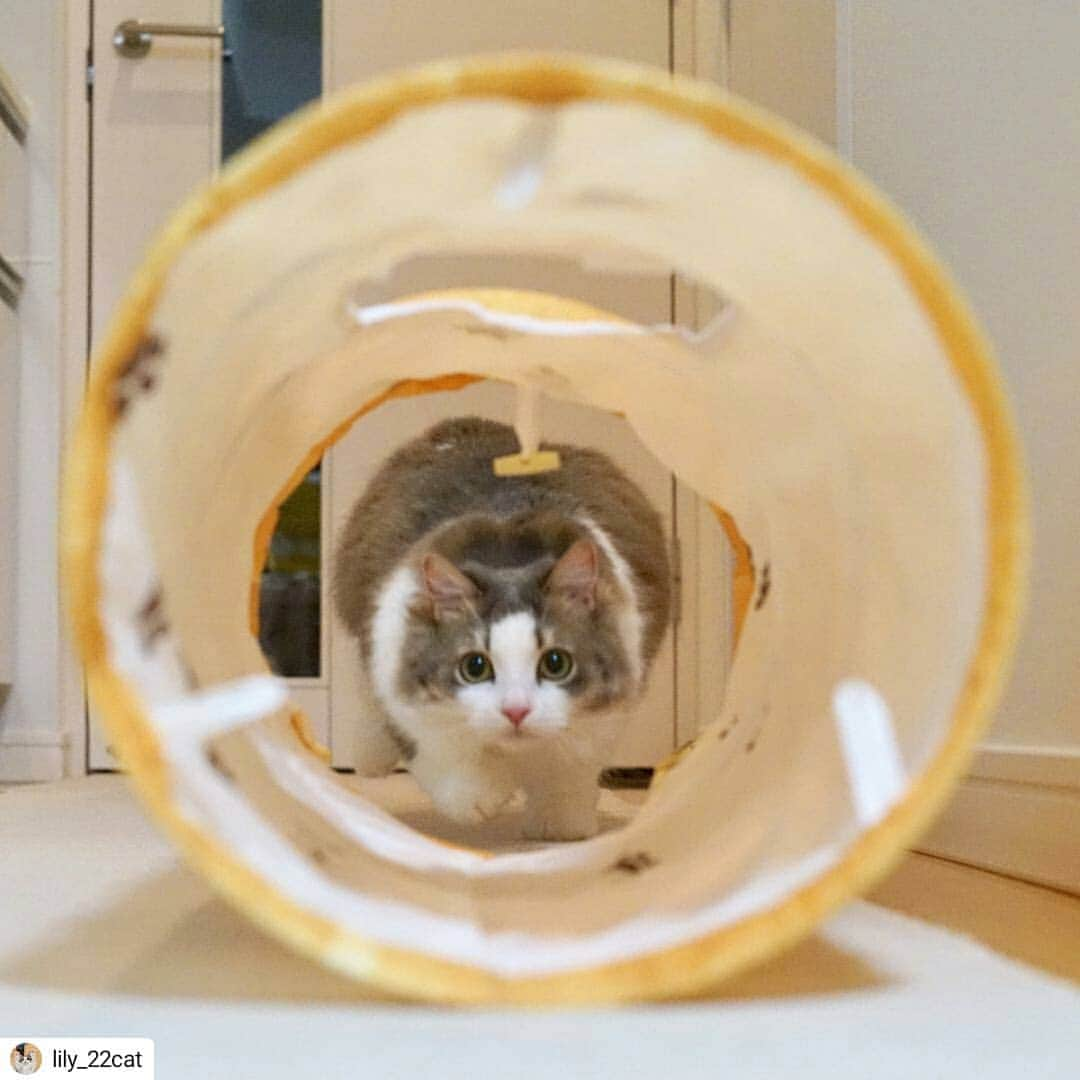 猫壱（ねこいち•ネコイチ）さんのインスタグラム写真 - (猫壱（ねこいち•ネコイチ）Instagram)「【Instagramに投稿して猫壱商品を貰っちゃおう✨】 迫ってくる💨💨💨 ▫ ▫ #まんまる真剣なお目目✨ #臨場感があるね⤴ ▫ ▫ :::::::::#猫壱 ::::::: #猫壱キャンペーン 4月は#キャッチミーイフユーキャン と#キャットトンネルスパイラル が対象です👍 対象商品をお持ちの皆様、ぜひご応募くださいね❤ ▫ ▫ Instagramに登場した商品はプロフィールのリンクよりご覧いただけます🎶 気になる方は @necoichicojp からチェックしてくださいね❤ ▫ ▫ Repost from @lily_22cat thank-you💕💕💕💕」4月16日 8時11分 - necoichicojp