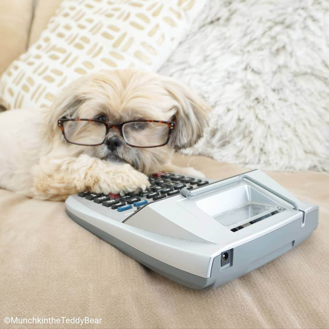 Original Teddy Bear Dogさんのインスタグラム写真 - (Original Teddy Bear DogInstagram)「These last minute tax filers are killing me 🤑🤓💸 #MunchkinCPA #TaxDay #April15 ... I'm not an accountant but mom is! If you have a small business and need any bookkeeping or accounting help, contact her at www.CRaccounting.com #AdPaidForInTreats」4月16日 8時10分 - munchkintheteddybear